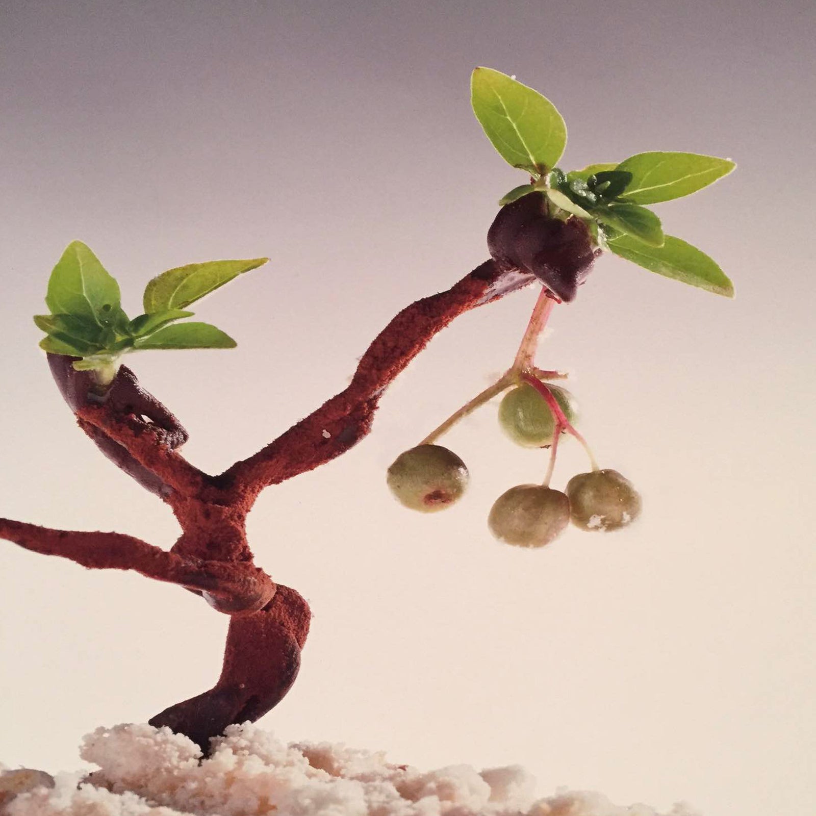 Olives as Art: Ferran Adria & Salvador Dali