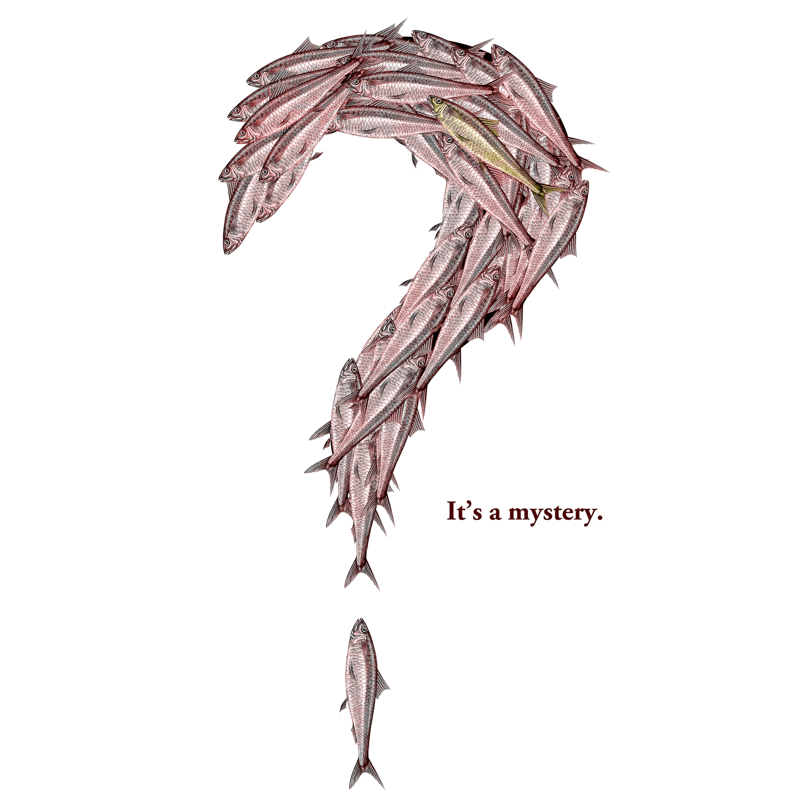 Donostia Foods Tinned Seafood Mystery Box Logo